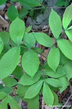 Sapling with alternate-compound leaves